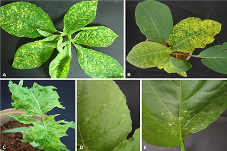SUMMARY OF DISEASE SIGNS ON PLANT
