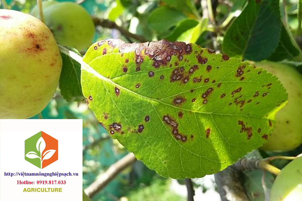 Trees and shrubs: scab diseases